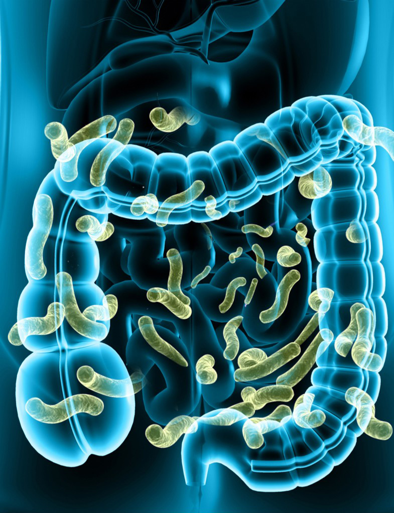 Maritech Organic Fucoidan bottle